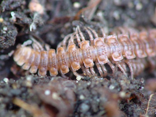 Polydesmus