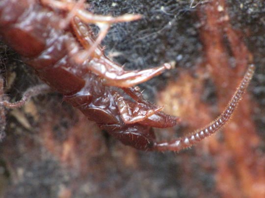 Lithobius sp.