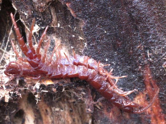 Lithobius sp.
