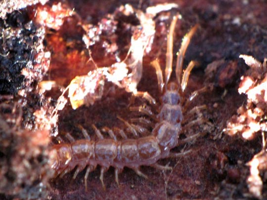 Lithobius sp.