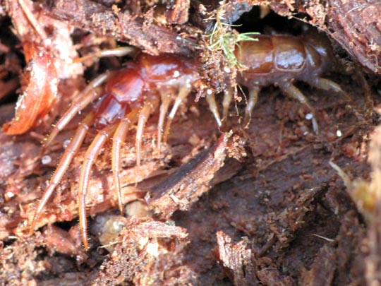 Lithobius sp.