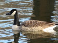 Branta canadensis, Kanadagans