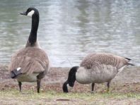 Branta canadensis, Kanadagans