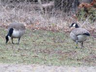 Branta canadensis, Kanadagans