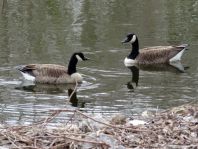 Branta canadensis, Kanadagans