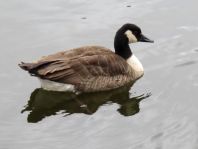 Branta canadensis, Kanadagans