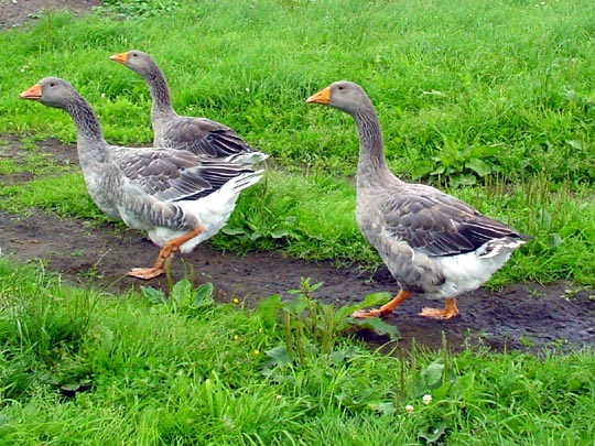 Gänse unterwegs