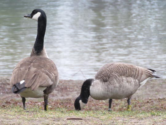 Branta canadensis, Kanadagans