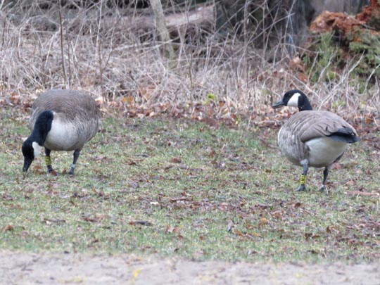 Branta canadensis, Kanadagans