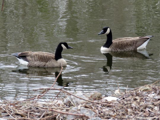 Branta canadensis, Kanadagans
