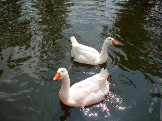 Gänse unterwegs