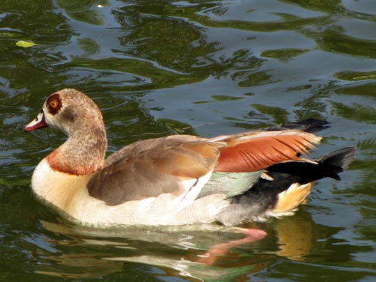 Alopochen aegyptiacus, Nilgans