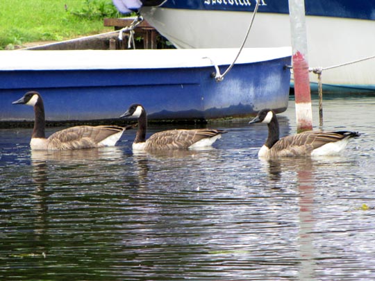 Branta canadensis, Kanadagans