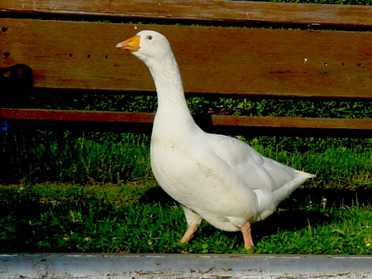 Gänse unterwegs
