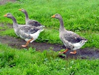 Gänse unterwegs