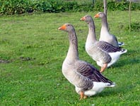 Gänse unterwegs