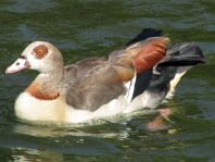 Alopochen aegyptiacus, Nilgans