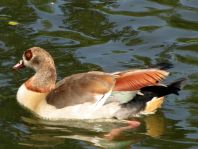 Alopochen aegyptiacus, Nilgans