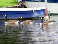 Branta canadensis, Kanadagans