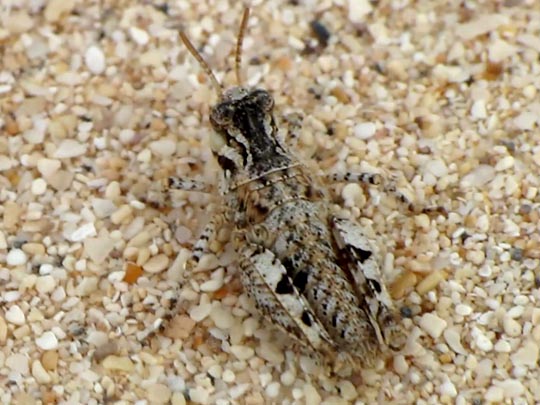 Acrotylus