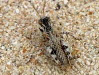Acrotylus