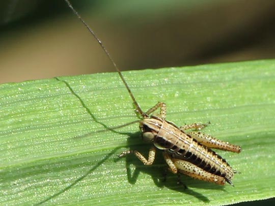 Metrioptera roeselii, Roesels Beißschrecke