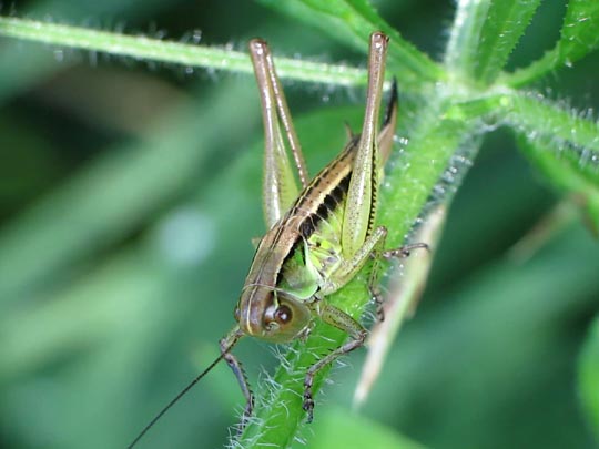 Metrioptera roeselii, Roesels Beißschrecke
