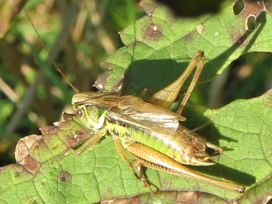 Metrioptera roeselii, Roesels Beißschrecke