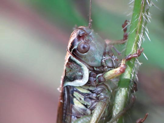 Metrioptera roeselii, Roesels Beißschrecke