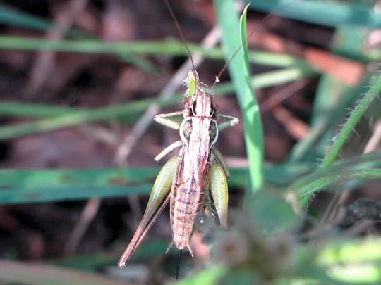 Metrioptera roeselii, Roesels Beißschrecke