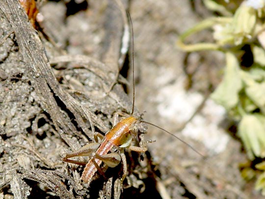 Platycleis albopunctata, Westliche Beißschrecke