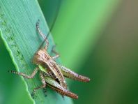 Metrioptera roeselii, Roesels Beißschrecke