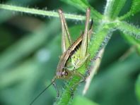 Metrioptera roeselii, Roesels Beißschrecke