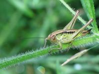 Metrioptera roeselii, Roesels Beißschrecke