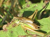 Metrioptera roeselii, Roesels Beißschrecke