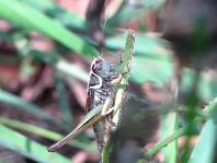 Metrioptera roeselii, Roesels Beißschrecke