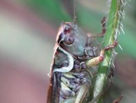 Metrioptera roeselii, Roesels Beißschrecke