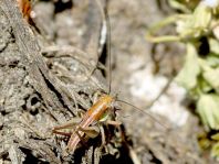 Platycleis albopunctata, Westliche Beißschrecke