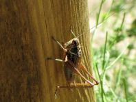 Metrioptera roeselii, Roesels Beißschrecke