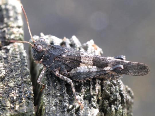 Oedipoda caerulescens, Blauflügelige Ödlandschrecke
