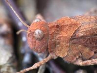 Oedipoda caerulescens, Blauflügelige Ödlandschrecke