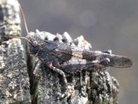 Oedipoda caerulescens, Blauflügelige Ödlandschrecke