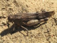 Oedipoda caerulescens, Blauflügelige Ödlandschrecke