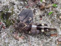 Oedipoda caerulescens, Blauflügelige Ödlandschrecke
