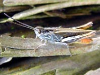 Brauner Grashüpfer, Chorthippus brunneus