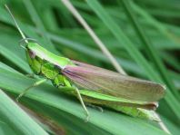 Chrysochraon dispar, Große Goldschrecke