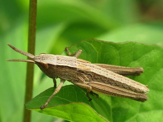 Chrysochraon dispar, Große Goldschrecke
