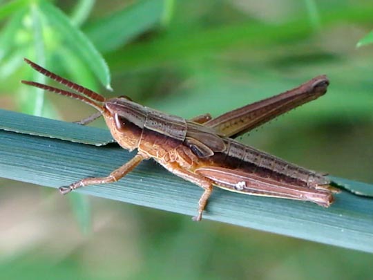 Chrysochraon dispar, Große Goldschrecke
