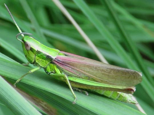 Chrysochraon dispar, Große Goldschrecke