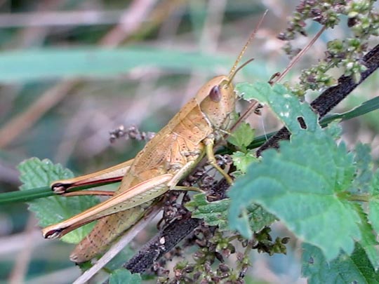 Chrysochraon dispar, Große Goldschrecke